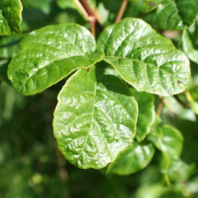 poisonous plants - poison oak