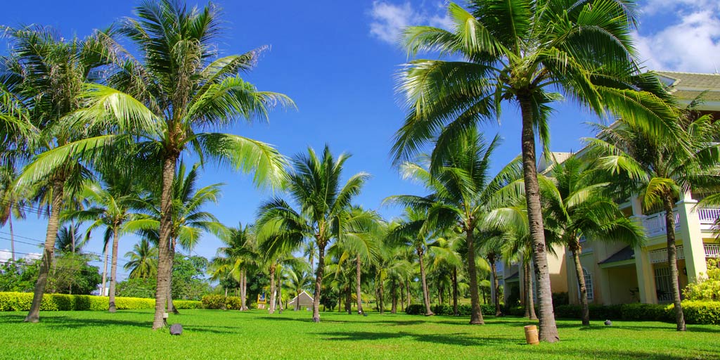Landscape Palm Trees