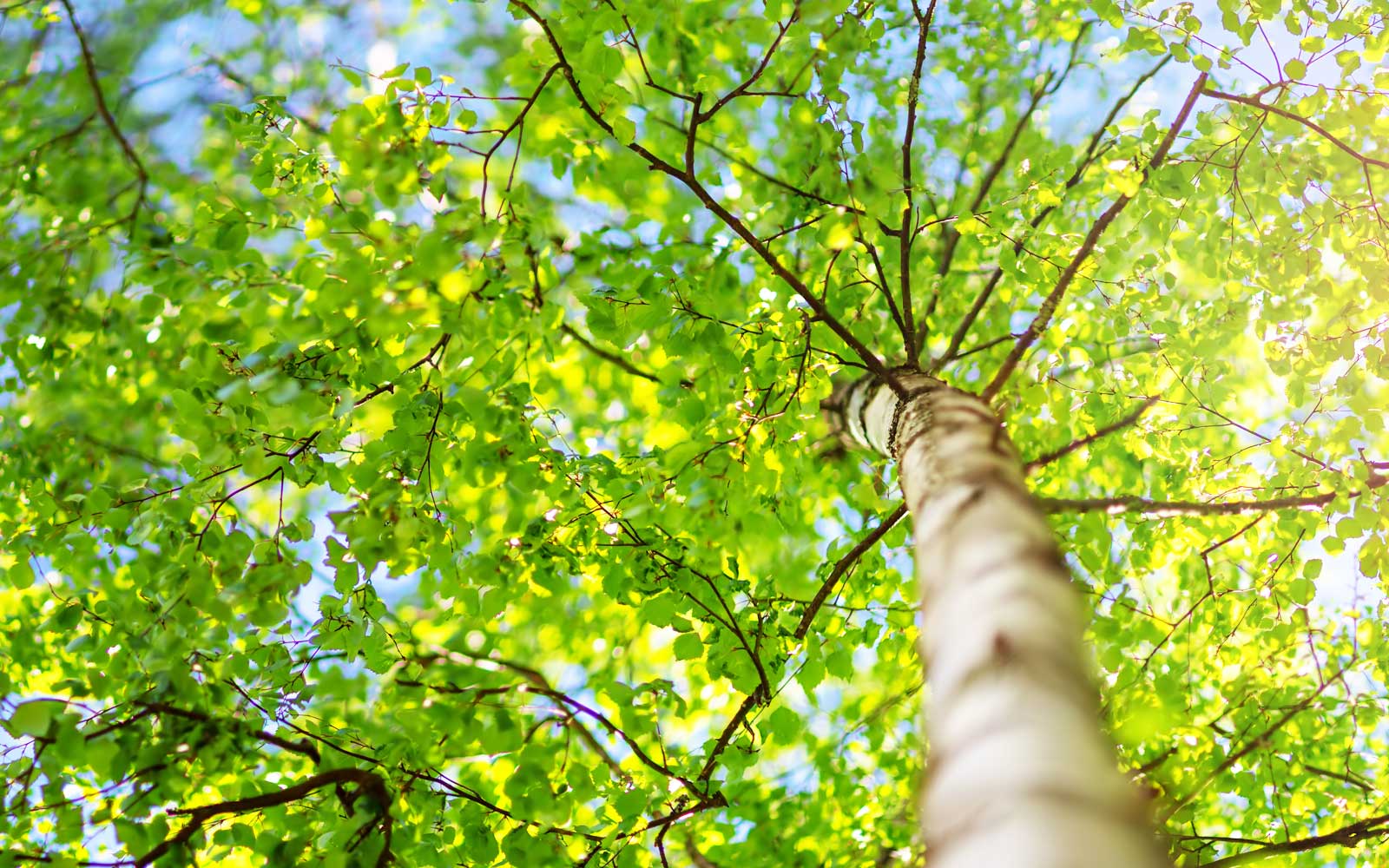 fast facts about river birch tree care - executive landscaping, inc.